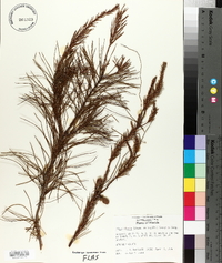 Pinus clausa image