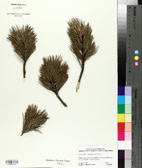 Pinus contorta var. latifolia image