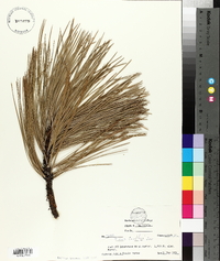 Pinus coulteri image