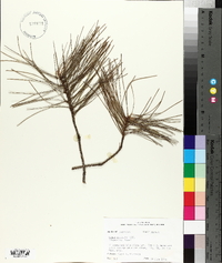 Pinus echinata image