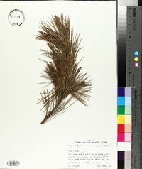 Pinus echinata image