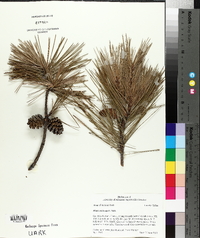 Pinus echinata image