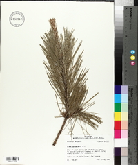 Pinus echinata image