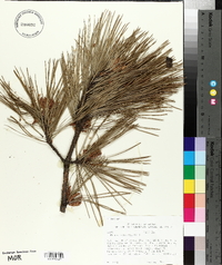 Pinus echinata image