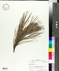 Pinus echinata image