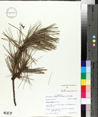 Pinus echinata image