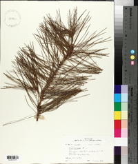 Pinus echinata image