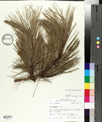 Pinus echinata image