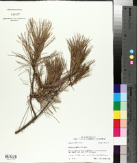 Pinus echinata image