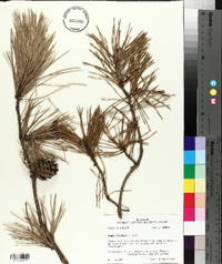 Pinus echinata image