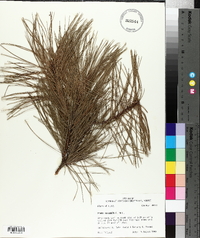 Pinus echinata image