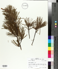 Pinus echinata image