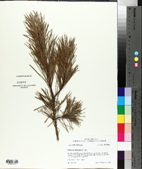 Pinus echinata image