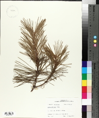 Pinus echinata image