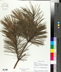 Pinus echinata image