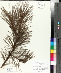 Pinus echinata image