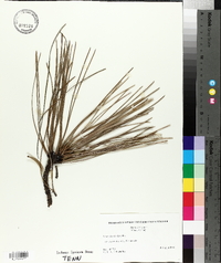 Pinus elliottii image