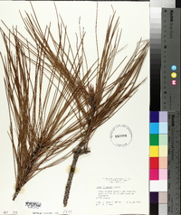 Pinus elliottii image