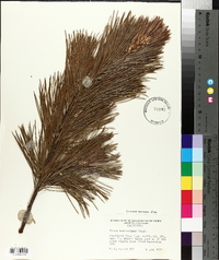 Pinus lambertiana image