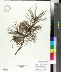 Pinus glabra image