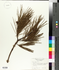 Pinus glabra image