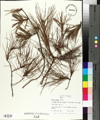 Pinus glabra image