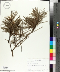 Pinus glabra image