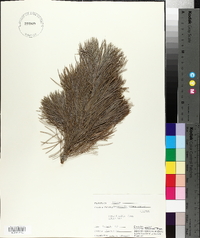 Pinus flexilis image