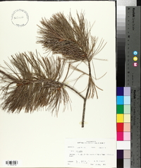 Pinus monticola image