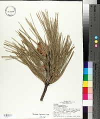 Pinus ponderosa image