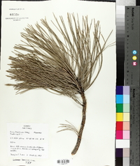 Pinus ponderosa image