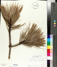 Pinus ponderosa image