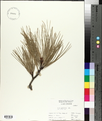 Pinus ponderosa image