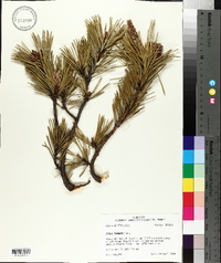 Pinus pungens image