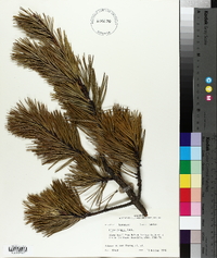 Pinus pungens image