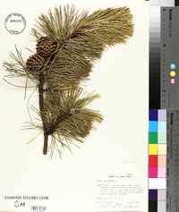 Pinus rigida image