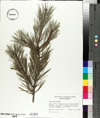 Pinus sylvestris image