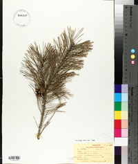 Pinus sylvestris image