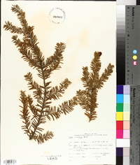 Taxus canadensis image