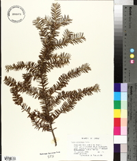 Taxus canadensis image