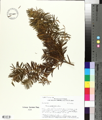 Taxus cuspidata image