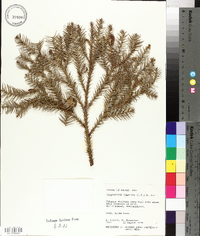 Cryptomeria japonica image