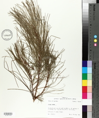 Pinus taeda image