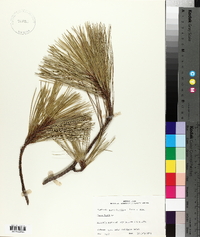 Pinus taeda image