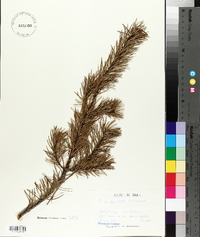 Pinus banksiana image