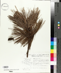 Pinus rudis image