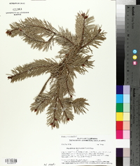 Pseudotsuga macrocarpa image