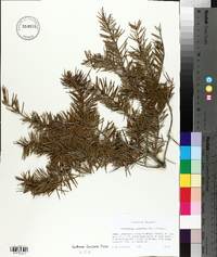 Pseudotsuga menziesii image