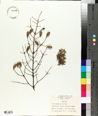 Tsuga canadensis image