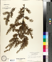 Tsuga canadensis image